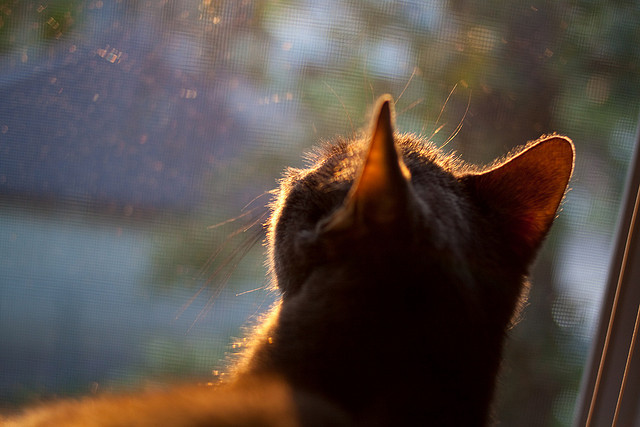 爱游戏体育入口-主力队长伤停是否会改变球队实力结构氛围，主力队员  第2张