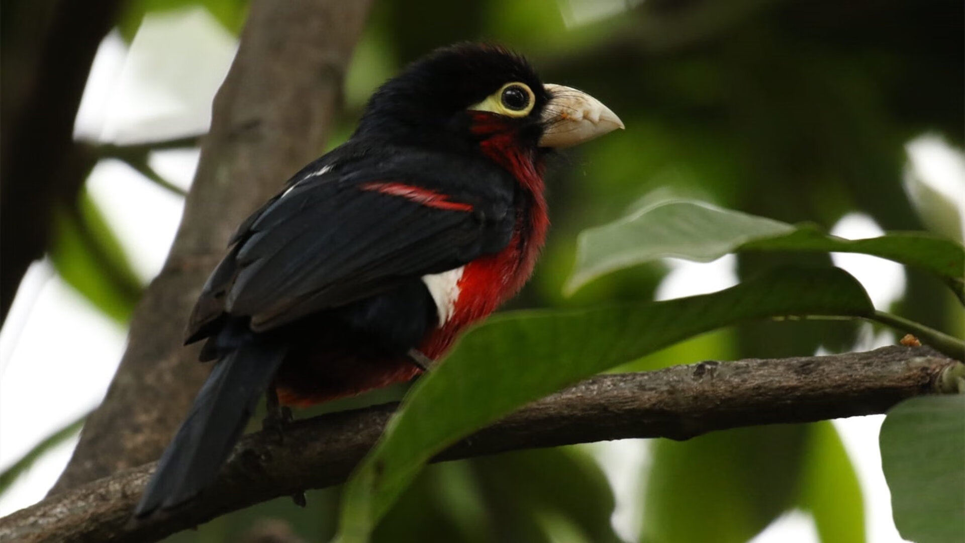 爱游戏网址登录-国际乒联混合团体世界杯：澳大利亚队的表现让人期待未来，乒乓男团澳大利亚  第2张