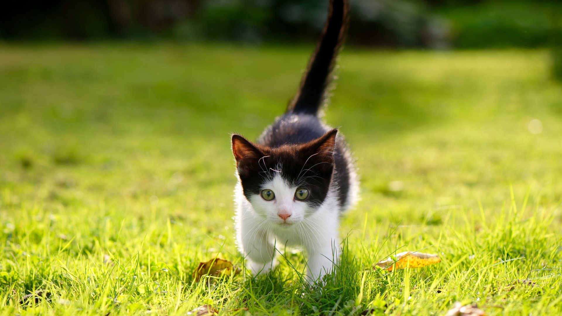 爱游戏下载-篮球文化传播是否只停留在表层娱乐，篮球文化传播是否只停留在表层娱乐中  第3张